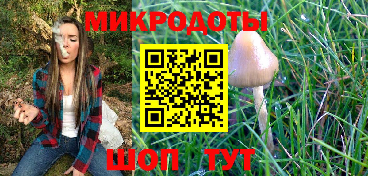 Галлюциногенные грибы Psilocybe Кандалакша